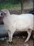 продавам коч на1/5месеца, снимка 1