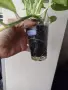 Eпипремнум, epipremnum Global Green, снимка 2
