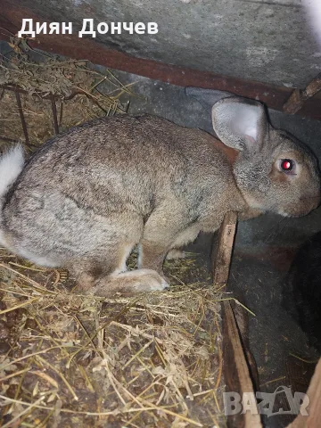 Продавам домашни зайци 
