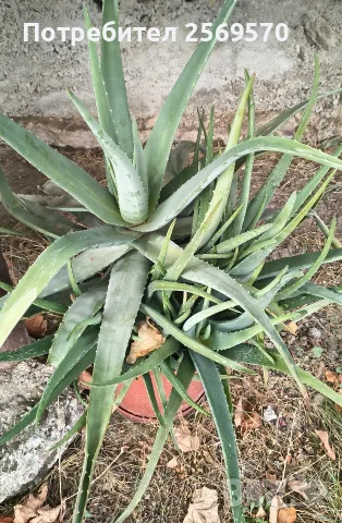 🌿 ПРОДАВАМ ЛЕЧЕБНО АЛОЕ ВЕРА 🌿 , снимка 10 - Стайни растения - 56662282