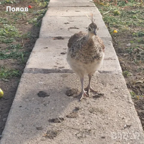 Продавам  пауни , снимка 5 - други­ - 56601666