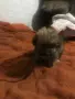 малки пухкави болонки, снимка 6