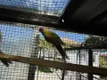 По договаряне! Розели, снимка 4