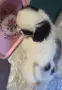 Японски хинчета, снимка 4