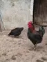продавам петли за разплод, снимка 1
