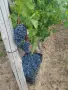Продавам Грозде, снимка 7