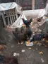 Катунски ярки на 5 месеца, снимка 6