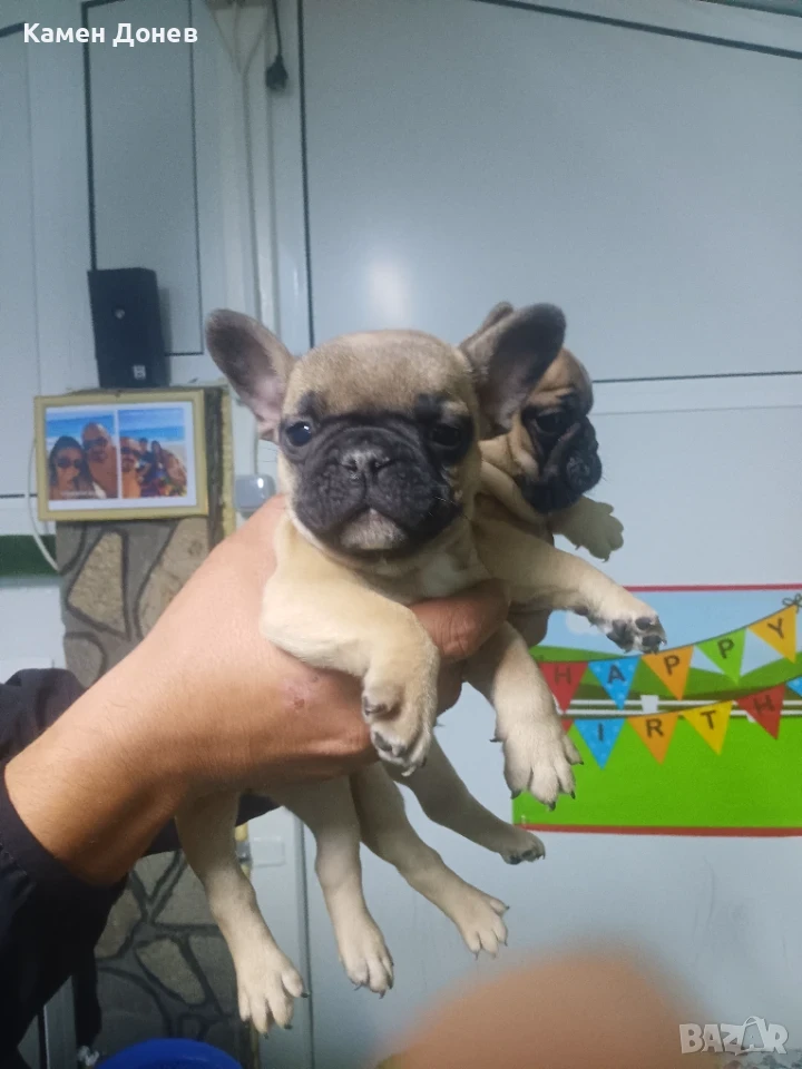 Френски булдог french bulldog , снимка 1