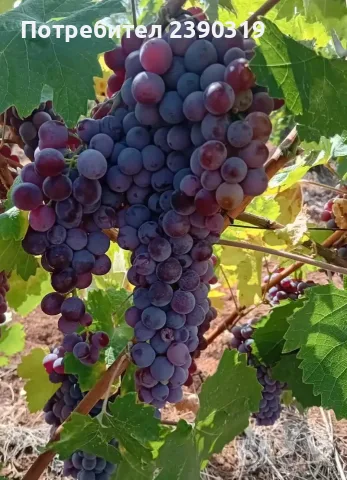 Продавам отлично грозде сорт Памид