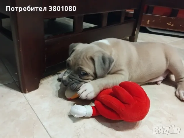 Американско були хл, снимка 4 - Други - 56646504