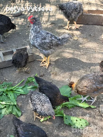  Продавам Кокошки