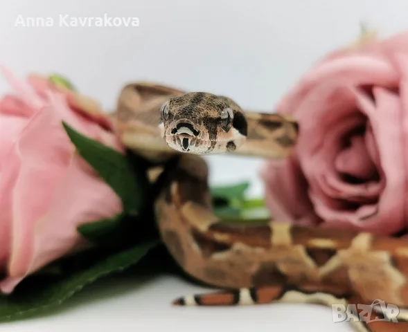 Boa constrictor imperator /Боа удушвач, снимка 5 - Змии - 56737814