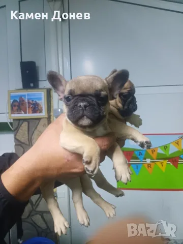 Френски булдог french bulldog 