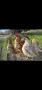 серама петлета и кокошки, снимка 3