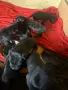 Продавам кученца Кане корсо, снимка 4