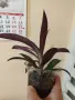 Традесканция Рео, снимка 6
