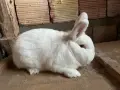 Новозеландски зайци, снимка 2