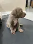 Питбул Блу нос/ Pitbull Blue nose, снимка 11