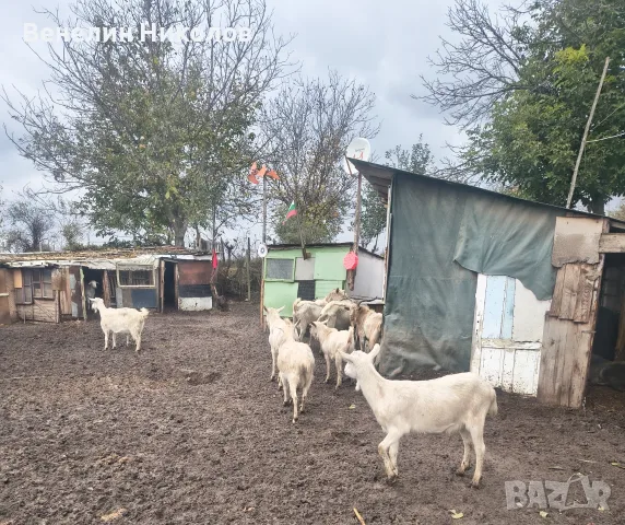 Бременни кози и пърчове, снимка 3 - Кози - 56739319
