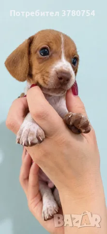 Дакел пиебалд piebald dachshund 