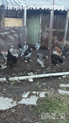 Продавам Кохин Стандарт