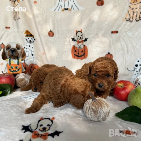 Toy poodle той пудел, снимка 11 - Пудели - 56555077