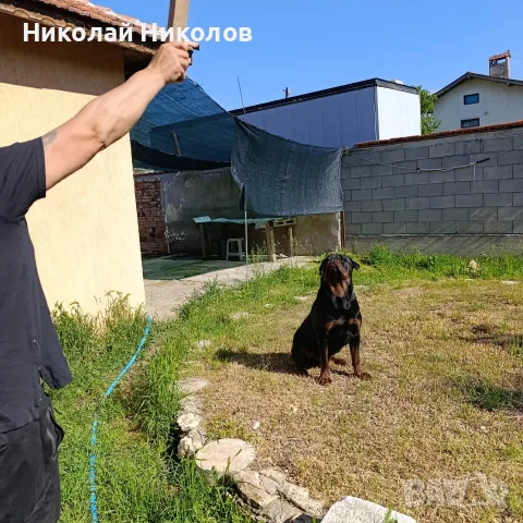 Ротвайлери ... Ротвайлери , снимка 4 - Ротвайлер - 56742443