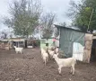 Бременни кози и пърчове, снимка 3
