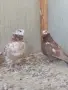 Китайски чайки., снимка 3