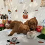 Toy poodle той пудел, снимка 11