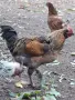 Домашни петли Домашни петли, снимка 10