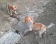 Англйски Пойнтер, снимка 2