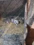 София световрачене, снимка 3
