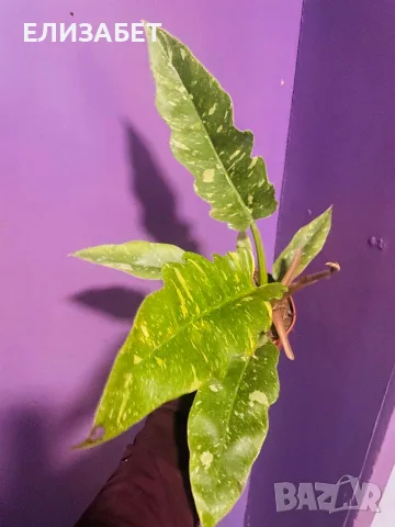 Fhilodendron veriegaten 