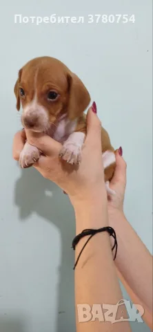 Дакел пиебалд piebald dachshund , снимка 3 - Дакели - 56338485