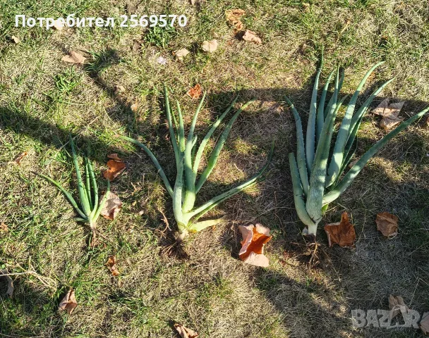 🌿 ПРОДАВАМ ЛЕЧЕБНО АЛОЕ ВЕРА 🌿 , снимка 8 - Стайни растения - 56662282