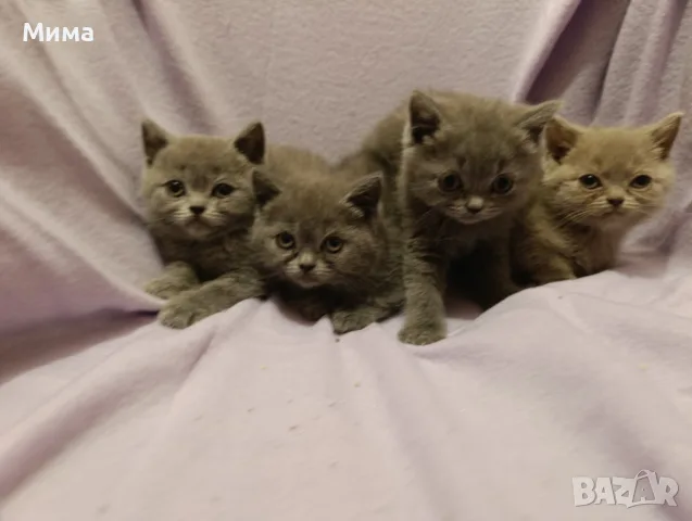 Британски котета, снимка 3 - Британска късокосместа - 56636897