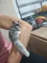 Захарни катеричка, снимка 1