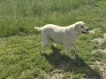 Лабрадор ретривър отгледани женски, снимка 8