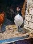 Петле Лакенфелдер, снимка 4