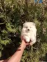 Померанче. Момченце., снимка 3