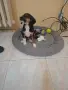 Търси дом уникален красавец, снимка 2