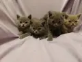 Британски котета, снимка 3
