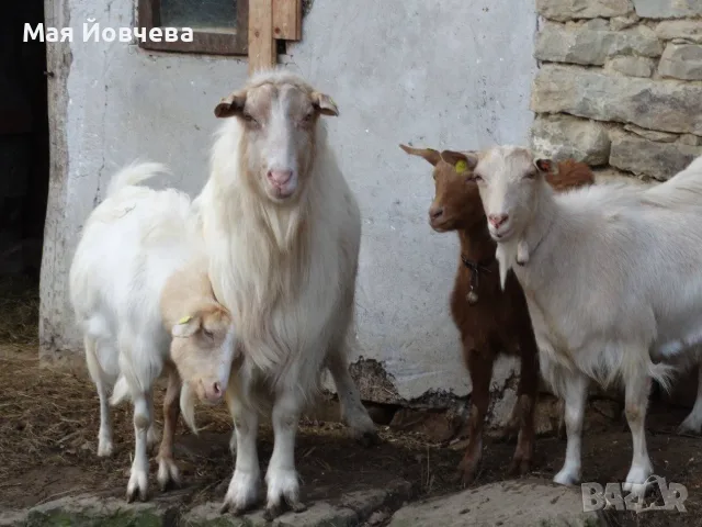 Проавам кози и ярета, снимка 4 - Кози - 56744834