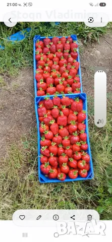 Прелагам расад ягоди и малини, снимка 4 - Разсади - 56564662