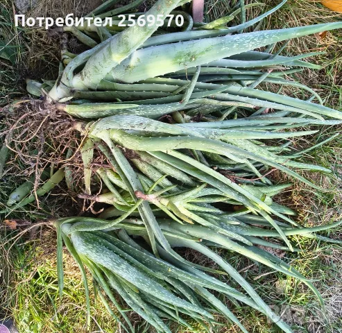🌿 ПРОДАВАМ ЛЕЧЕБНО АЛОЕ ВЕРА 🌿 , снимка 6 - Стайни растения - 56662282