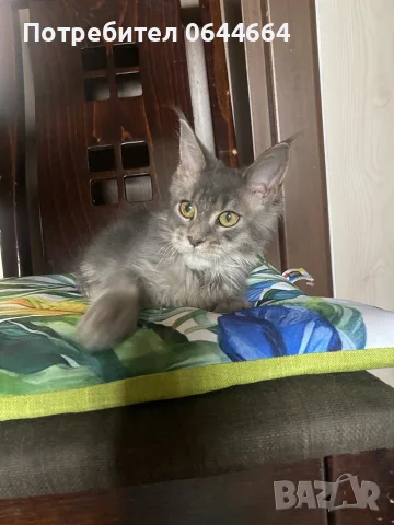 Мейн куун породисти котенца, снимка 2 - Мейн кун - 56568614