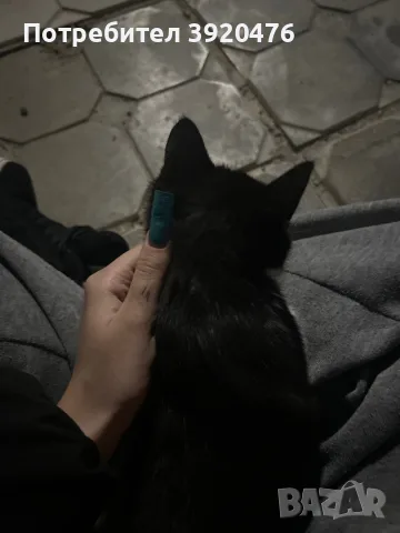 подарявам коте СОФИЯ