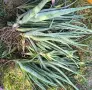 🌿 ПРОДАВАМ ЛЕЧЕБНО АЛОЕ ВЕРА 🌿 , снимка 6