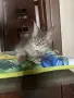 Мейн куун породисти котенца, снимка 2